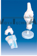 The model of knee joint